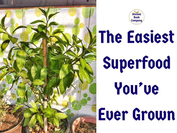 Longevity Spinach—The New Superfood?